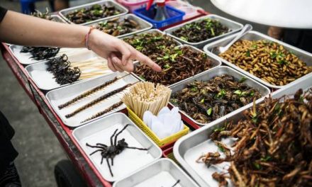 Konsumsi Protein Serangga Di Terima Di Pasar Amerika Utara