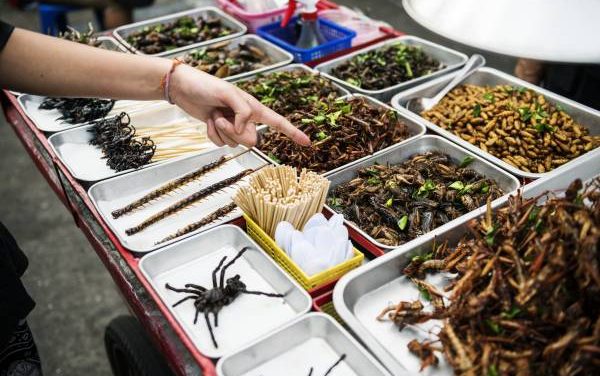 Konsumsi Protein Serangga Di Terima Di Pasar Amerika Utara