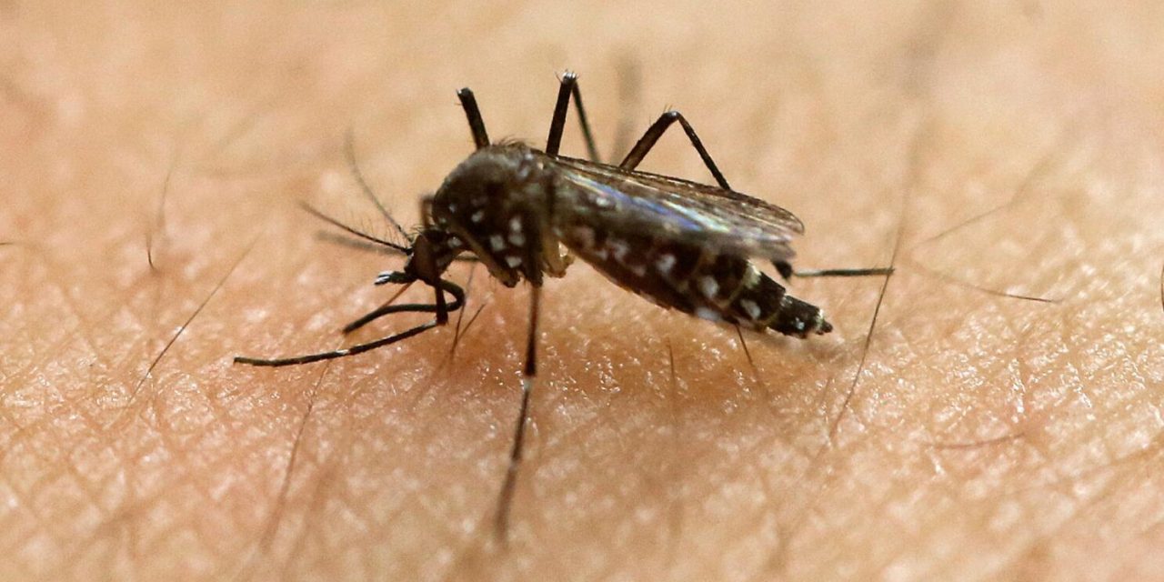 Waspada Lonjakan Kasus Demam Berdarah Dengue Di Pancaroba