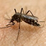 Waspada Lonjakan Kasus Demam Berdarah Dengue Di Pancaroba