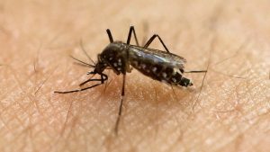 Waspada Lonjakan Kasus Demam Berdarah Dengue Di Pancaroba