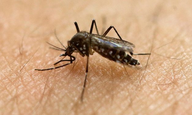 Waspada Lonjakan Kasus Demam Berdarah Dengue Di Pancaroba