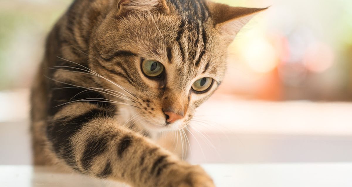 Kisah Ajaib Kucing Pulang Ke Pemiliknya Setelah Hilang 5 Tahun