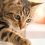 Kisah Ajaib Kucing Pulang Ke Pemiliknya Setelah Hilang 5 Tahun