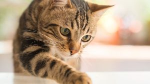 Kisah Ajaib Kucing Pulang Ke Pemiliknya Setelah Hilang 5 Tahun