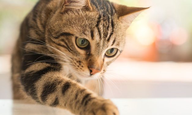 Kisah Ajaib Kucing Pulang Ke Pemiliknya Setelah Hilang 5 Tahun