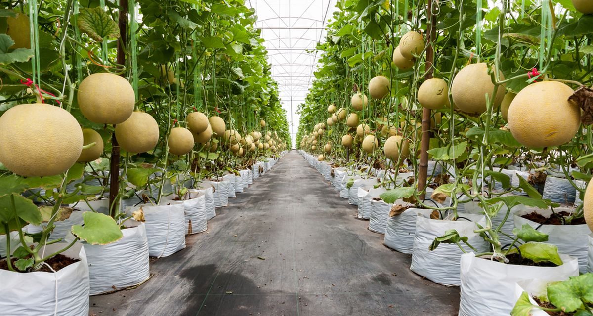 Petani Milenial Lembang Panen Melon Premium Kelas Dunia