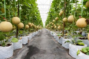 Petani Milenial Lembang Panen Melon Premium Kelas Dunia