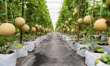 Petani Milenial Lembang Panen Melon Premium Kelas Dunia