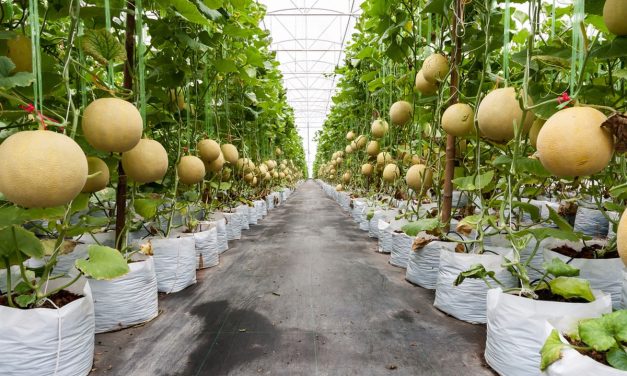 Petani Milenial Lembang Panen Melon Premium Kelas Dunia