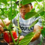 Petani Milenial Pujon Garap Paprika Premium Berbasis Sensor