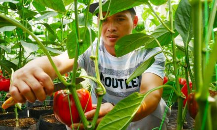 Petani Milenial Pujon Garap Paprika Premium Berbasis Sensor