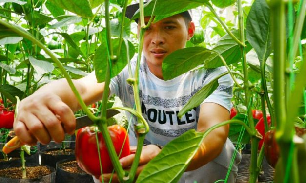 Petani Milenial Pujon Garap Paprika Premium Berbasis Sensor