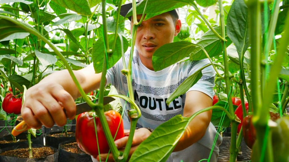 Petani Milenial Pujon Garap Paprika Premium Berbasis Sensor